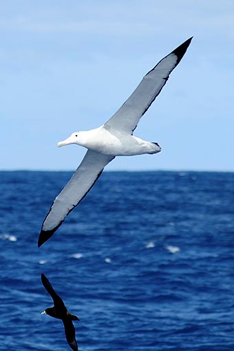 albatross